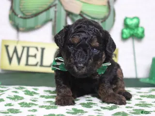 Toy Poodle dogs Charlie - Ad 1