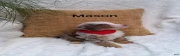Mini Bernedoodle dogs for sale: Mason  - Ad 4