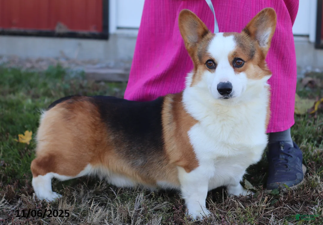 Welsh Corgi Pembroke dogs for sale: Pepper - Ad 6