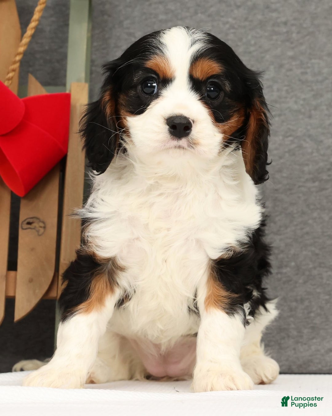 Cavalier King Charles Spaniel dogs for sale: Lady - Ad 2