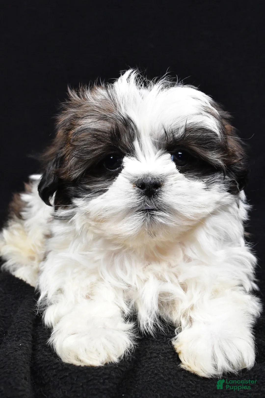 Teddy Bear dogs for sale: Echo - Ad 4