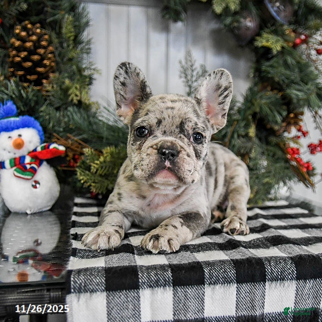 French Bulldog dogs for sale: Mocha - Ad 2