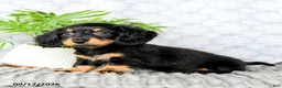 Miniature Dachshund dogs for sale: Iyla - Ad 2