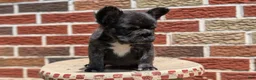 French Bulldog dogs for sale: Ezi - Ad 4