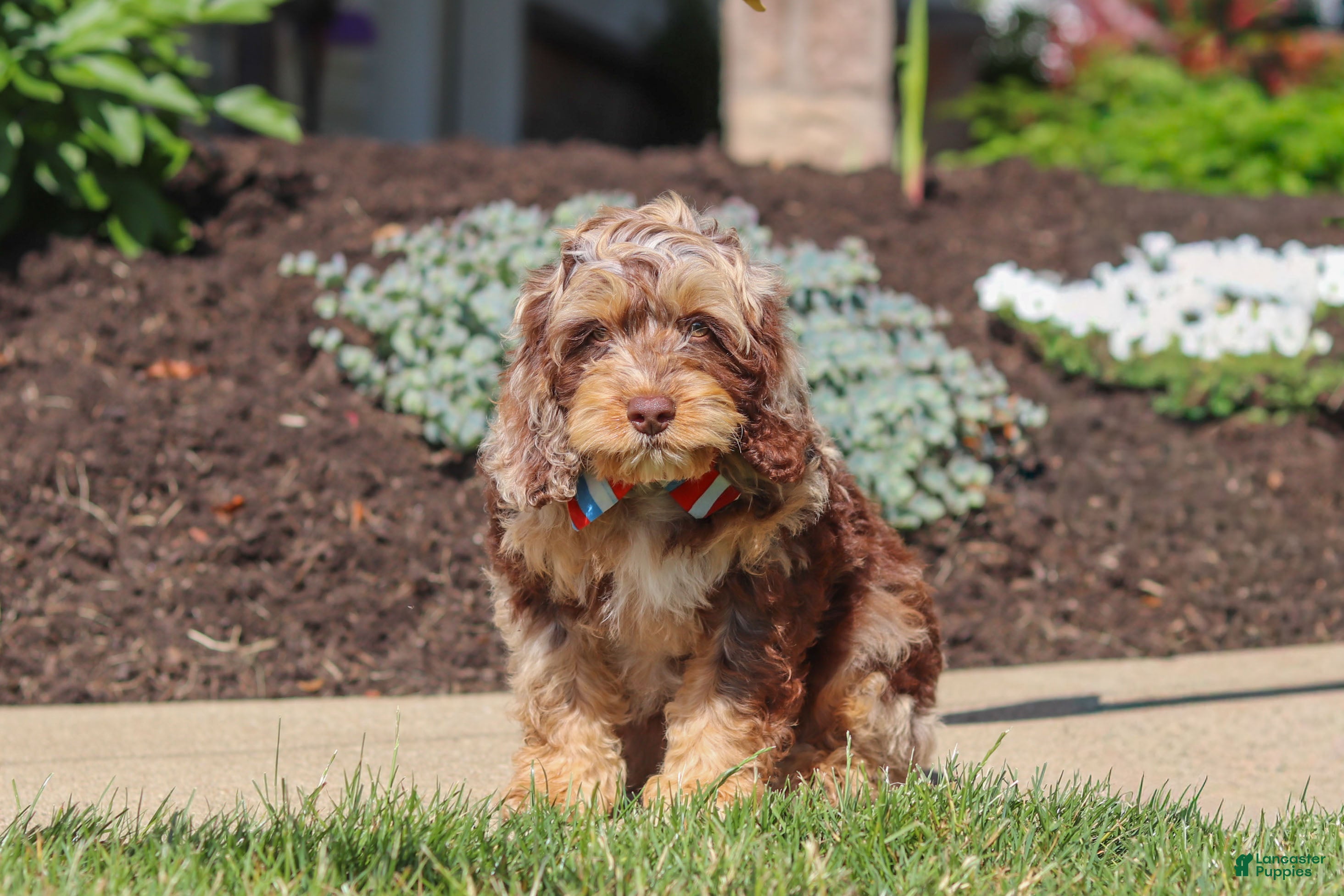 Cockapoo dogs Maverick - Ad 1