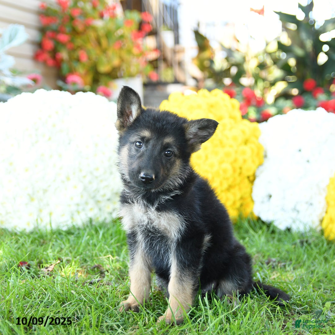 German Shepherd dogs for sale: Princess - Ad 6