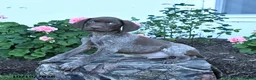 German Shorthaired Pointer dogs for sale: Maverick - Ad 4