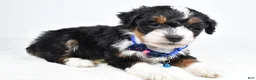 Mini Aussiedoodle dogs for sale: Gern - Ad 6