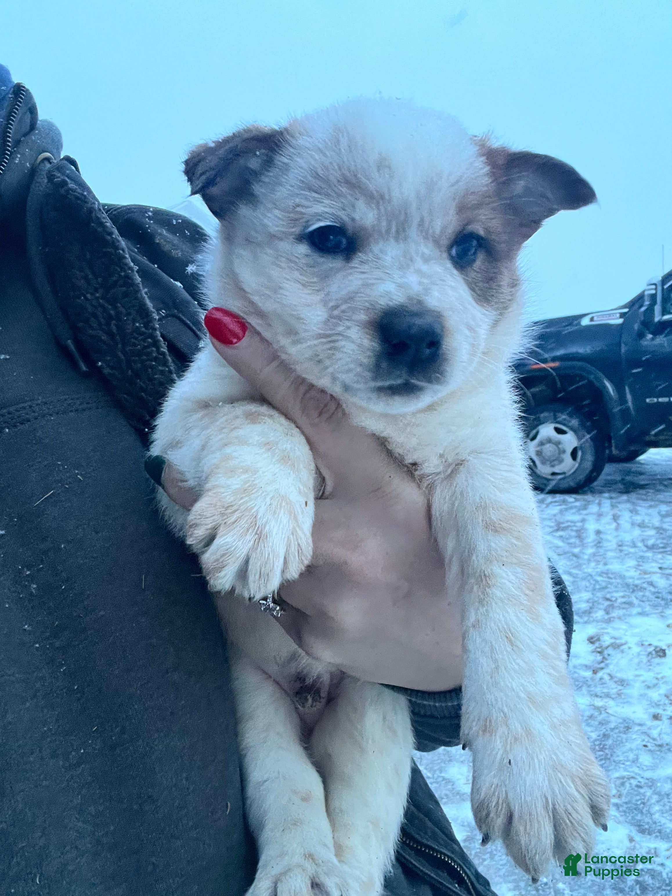 Australian Cattle Dog dogs Louie - Ad 33