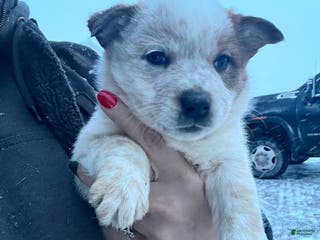 Australian Cattle Dog dogs Louie - Ad 33