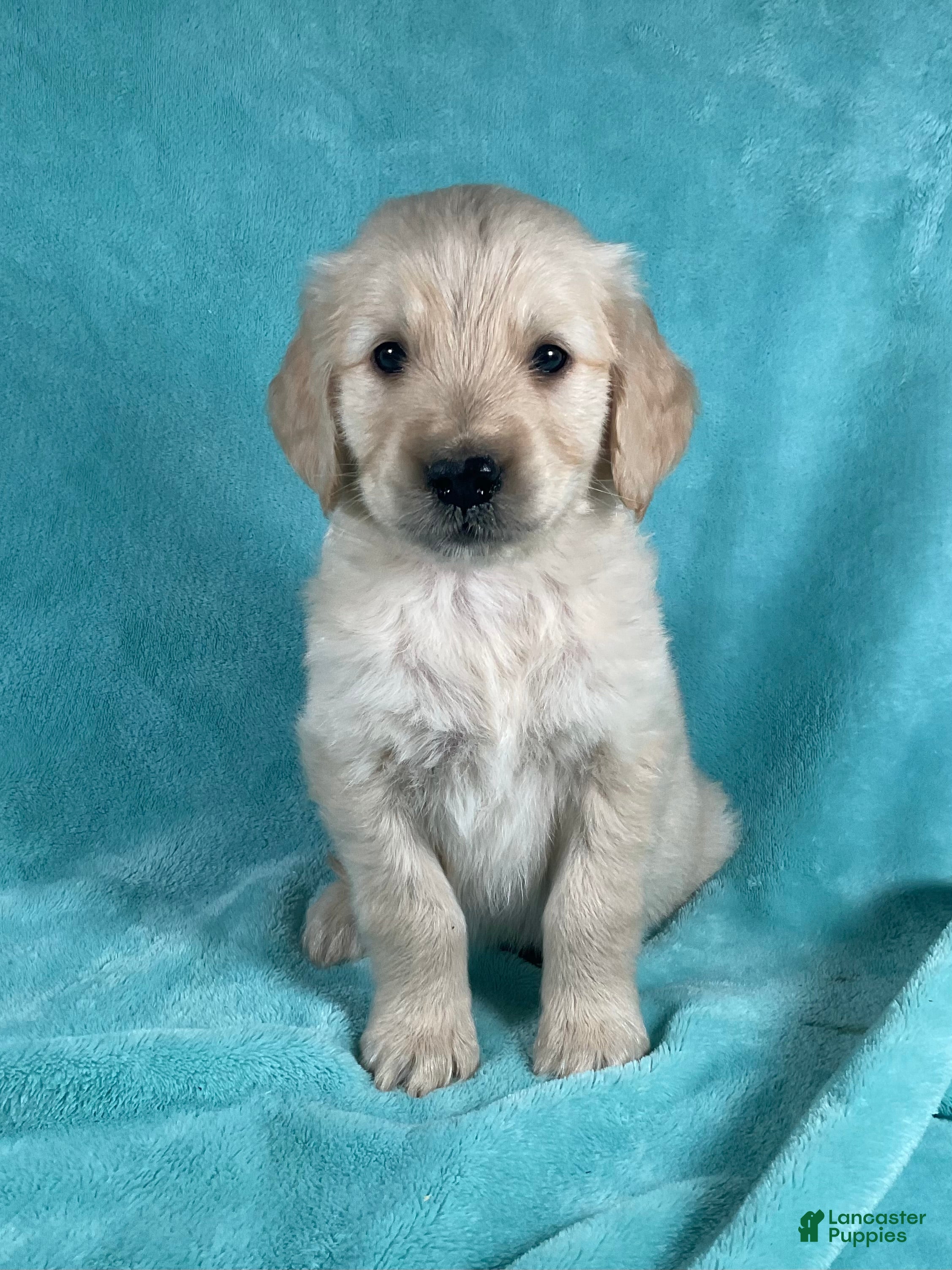 Golden Retriever dogs Jaxon 8248 - Ad 2