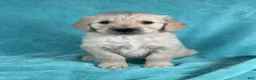 Golden Retriever dogs for sale: Jaxon 8248 - Ad 2