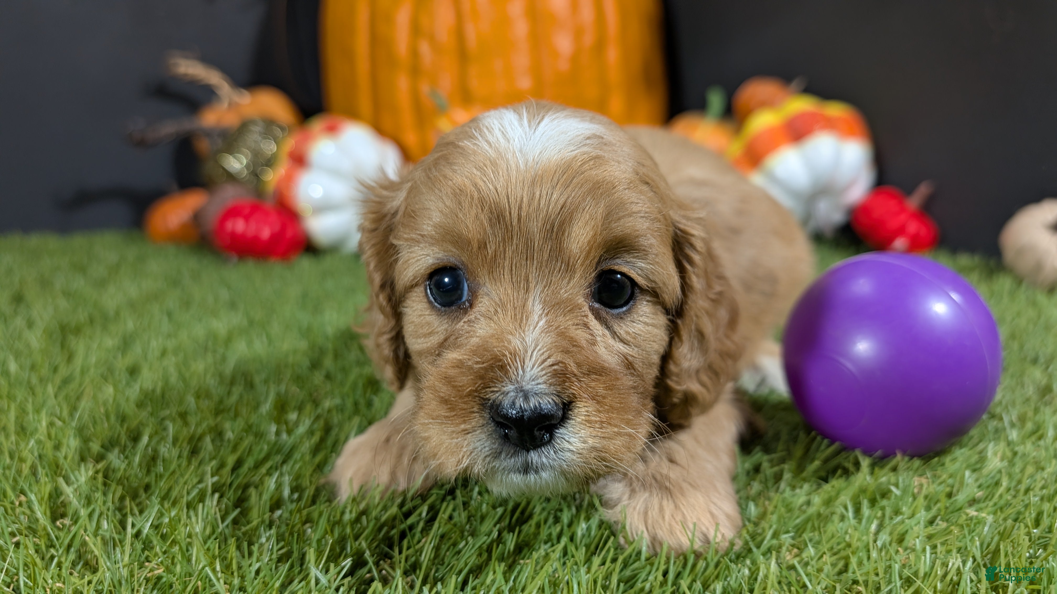 Cavapoo dogs Cavapoo Puppy 2 - Ad 19