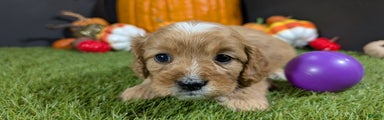 Cavapoo Puppy 2