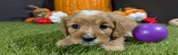 Cavapoo dogs for sale: Cavapoo Puppy 2 - Ad 1