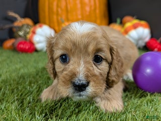 Cavapoo dogs Cavapoo Puppy 2 - Ad 28