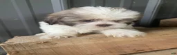 Shih Tzu dogs for sale: Ginger - Ad 9