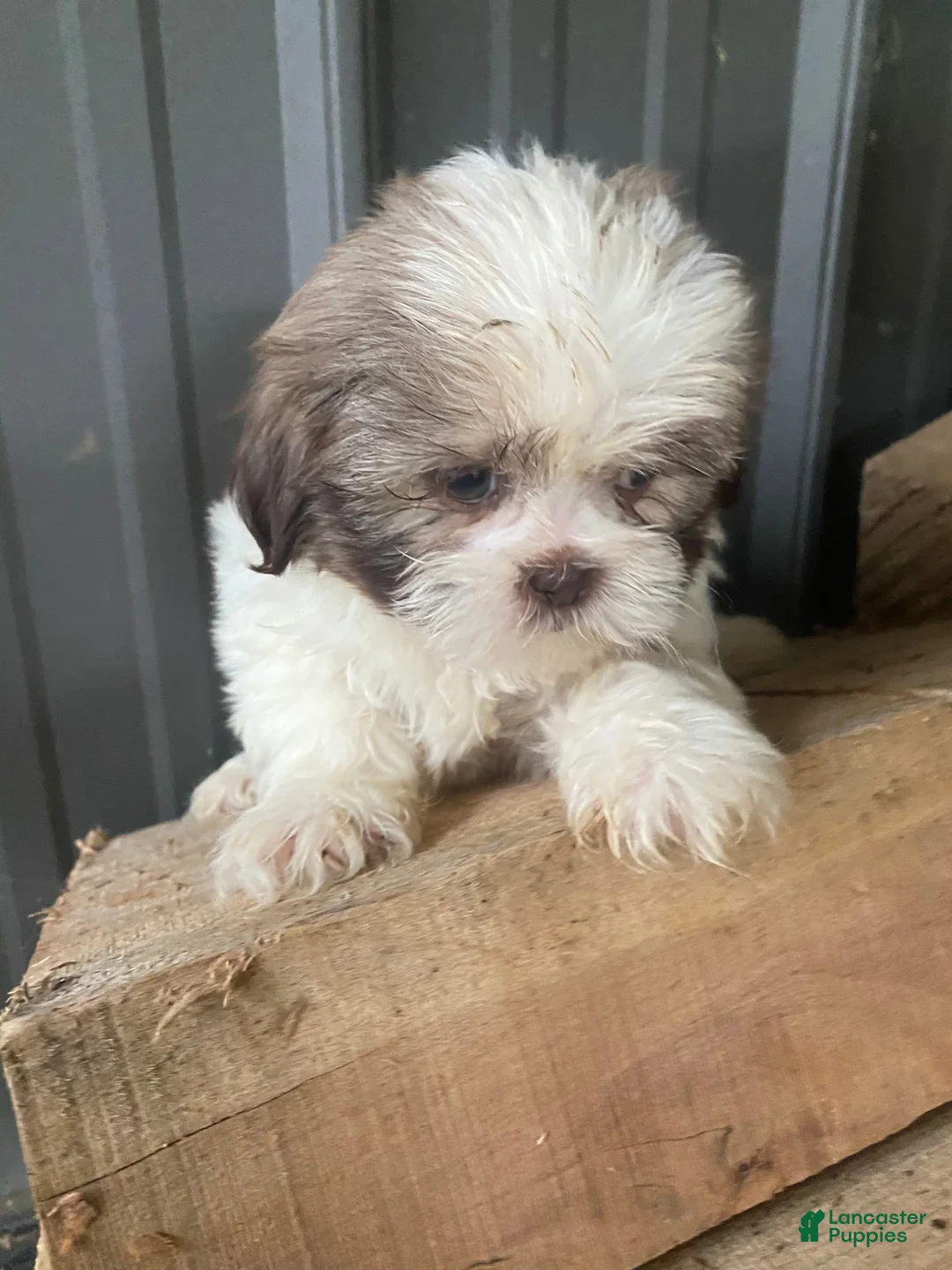 Shih Tzu dogs for sale: Ginger - Ad 9