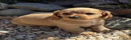 Dachshund dogs for sale: Willow - Ad 1