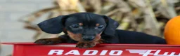 Miniature Dachshund dogs for sale: Zeke🐾 - Ad 17