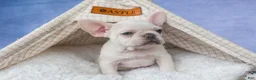 French Bulldog dogs for sale: 💕Jasmine  - Ad 9