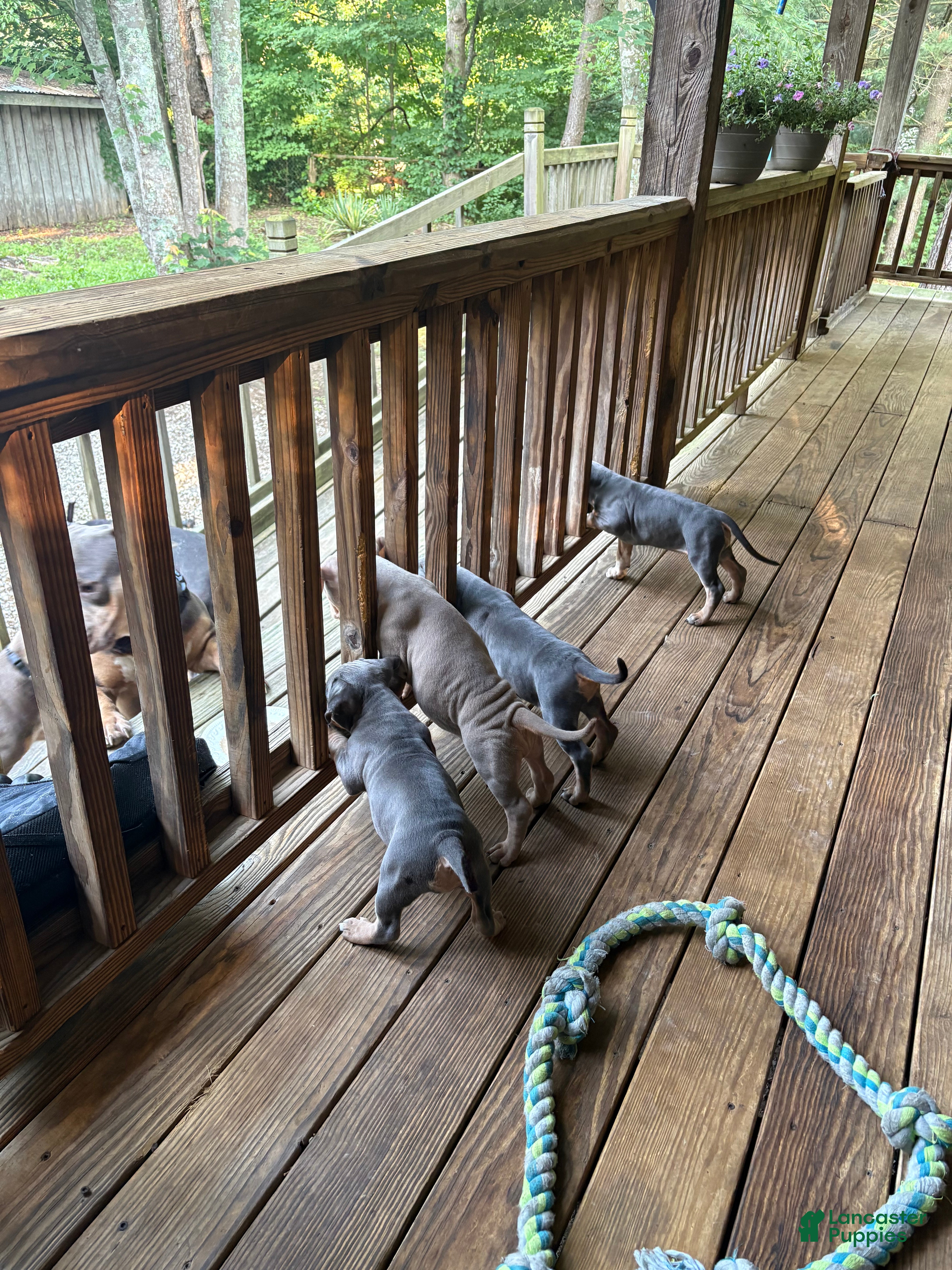 American Bully dogs American Bully 2 - Ad 39