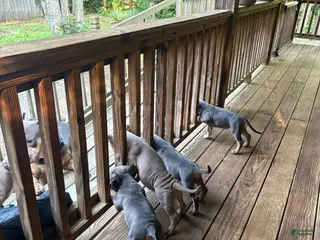 American Bully dogs American Bully 2 - Ad 39