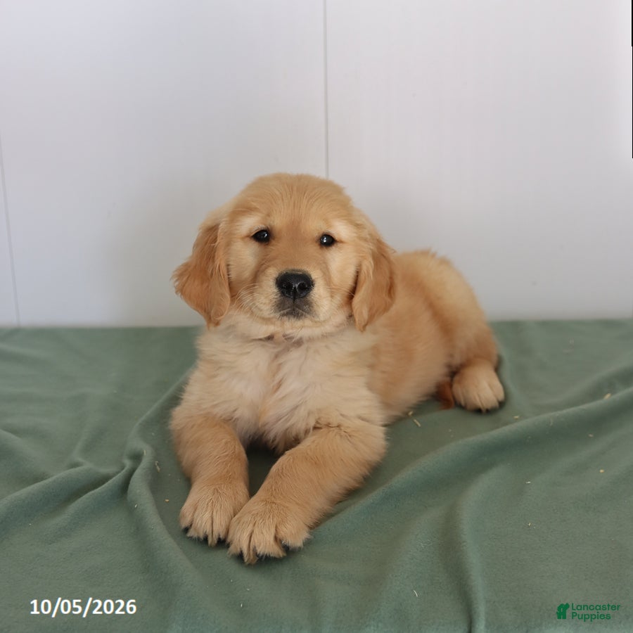 Golden Retriever dogs Dolly - Ad 2