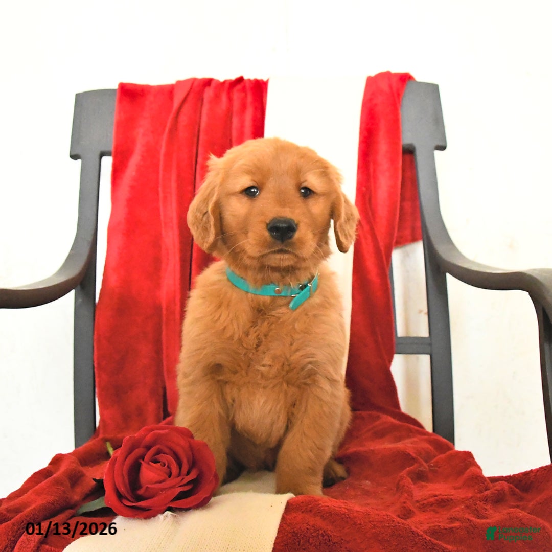 Golden Retriever dogs for sale: Jerry - Ad 2