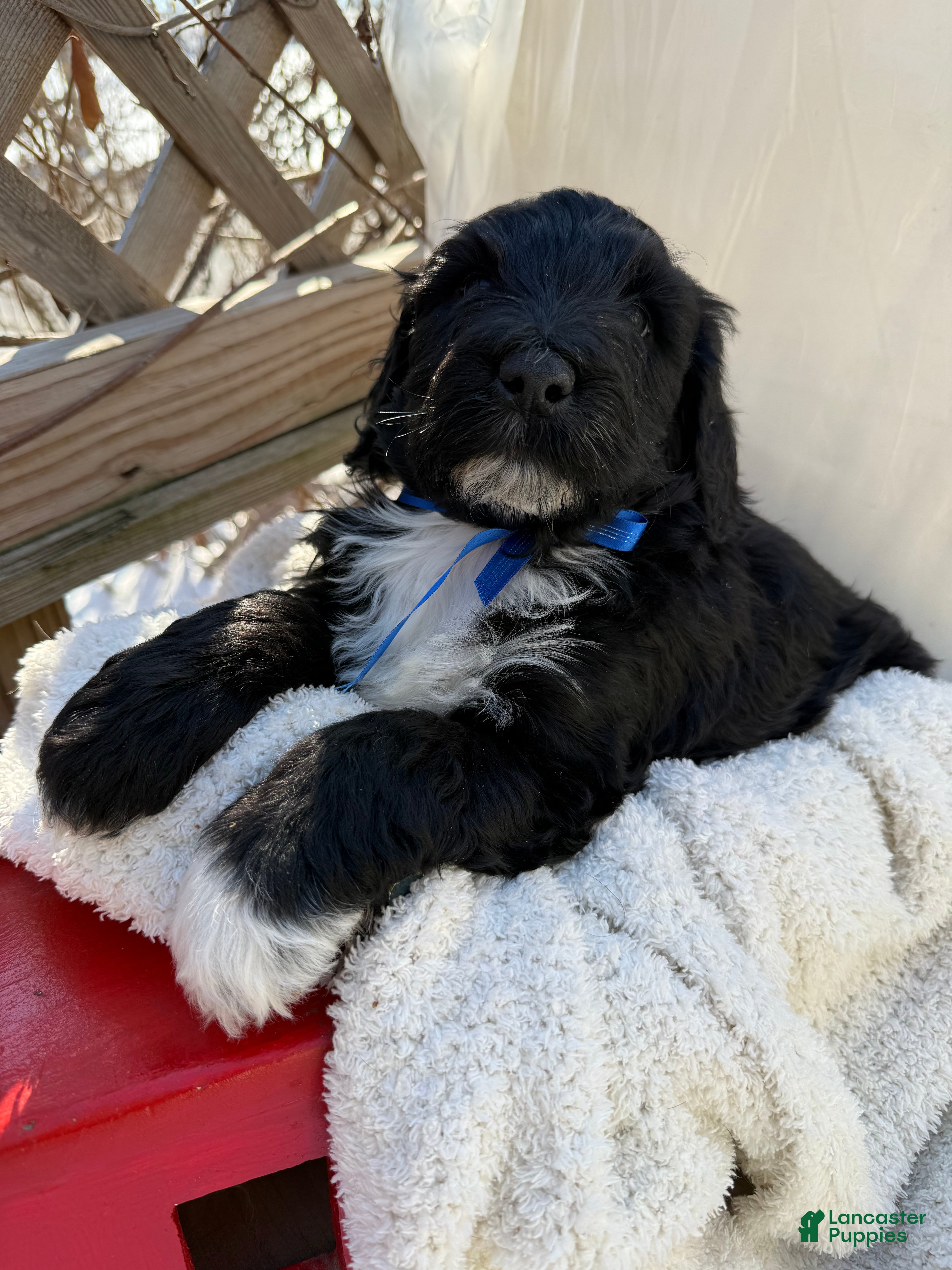 Mixed Breed dogs Diamont - Ad 2