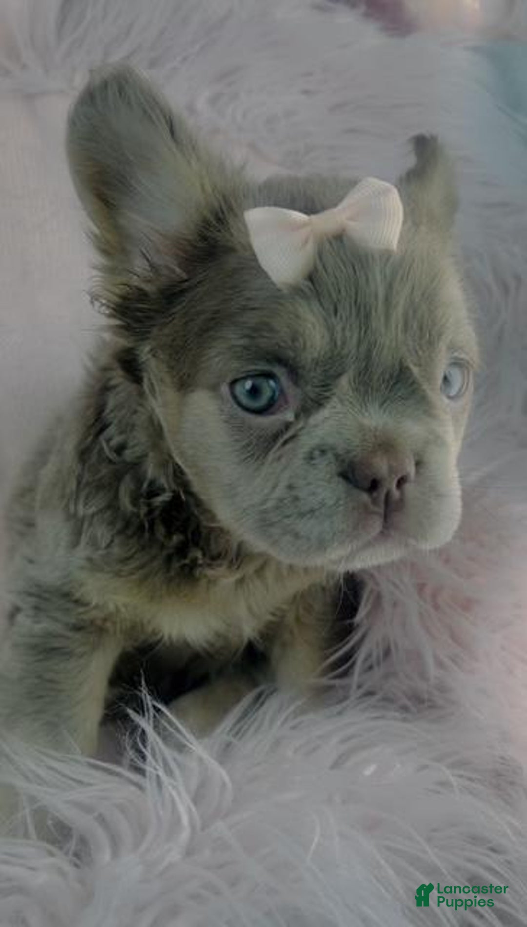 French Bulldog dogs for sale: French Bulldog Puppy 1 - Ad 2