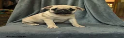 Pug dogs for sale: Lilac - Ad 1