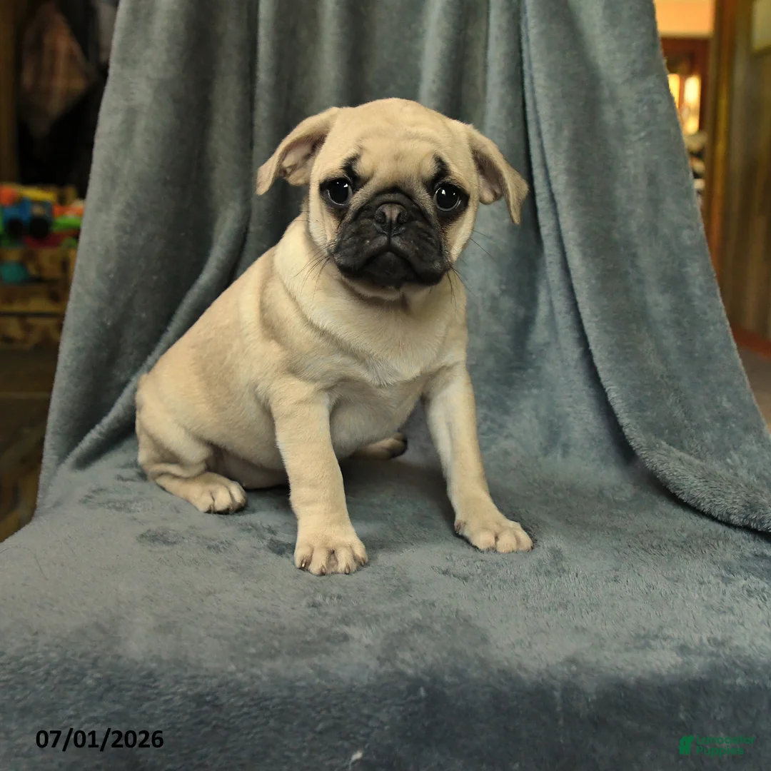 Pug dogs for sale: Lilac - Ad 1