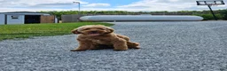 Cockapoo dogs for sale: Bailey - Ad 3