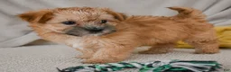Morkie dogs for sale: Mark - Ad 2