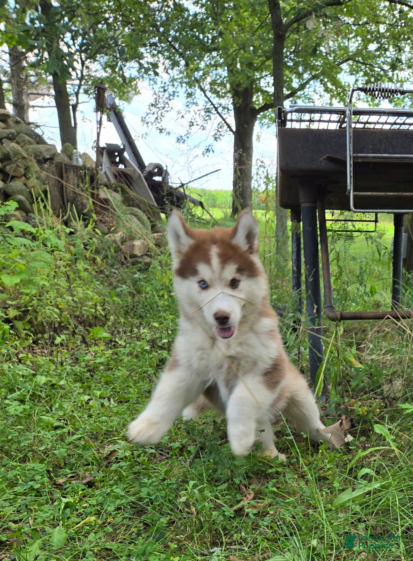 Siberian Husky dogs Petey - Ad 2