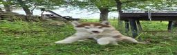 Siberian Husky dogs for sale: Petey - Ad 2