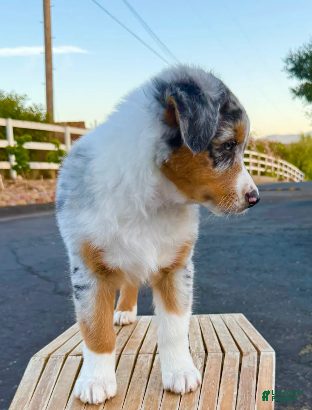 Australian Shepherd dogs for sale: Strut - Ad 5