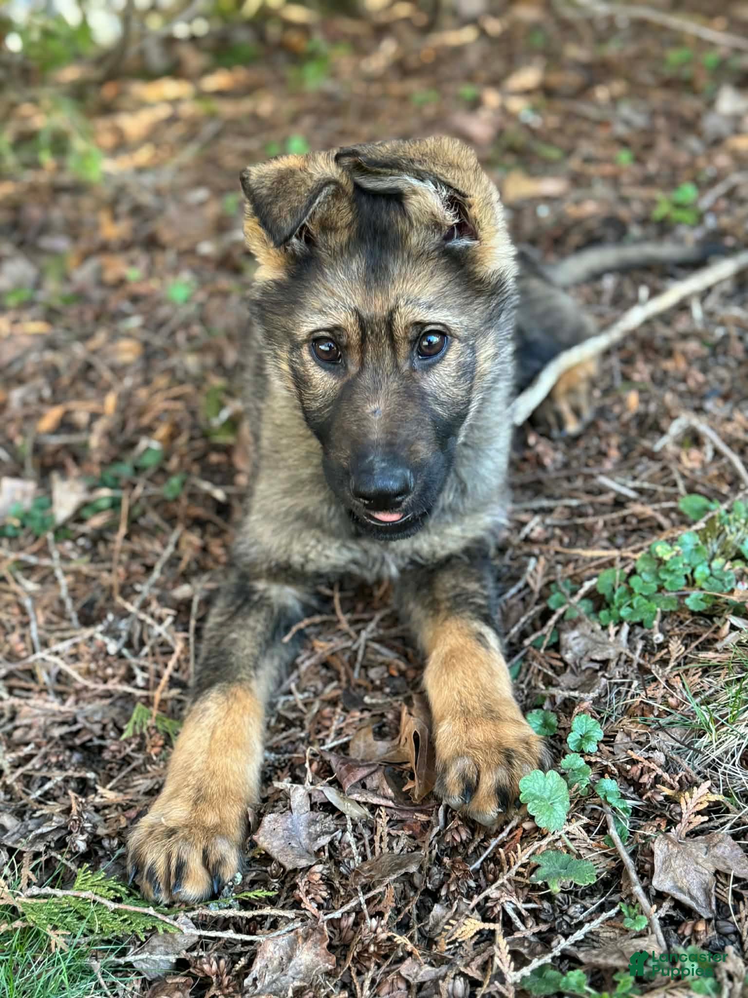 German Shepherd dogs German Shepherd Puppy 1 - Ad 2