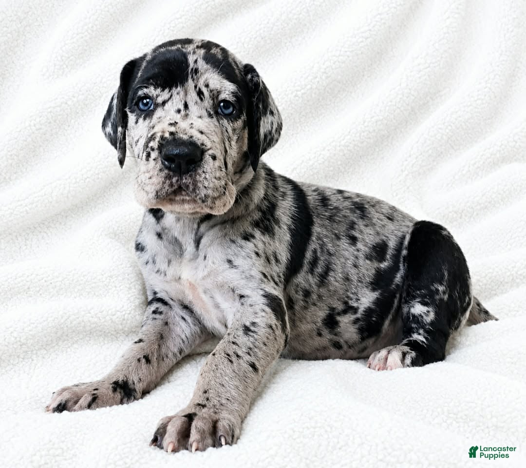 Great Dane dogs for sale: Sibley  - Ad 3