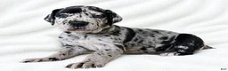 Great Dane dogs for sale: Sibley  - Ad 1
