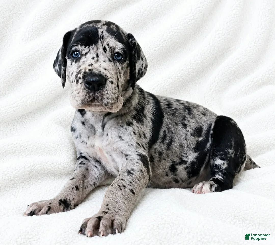 Great Dane dogs for sale: Sibley  - Ad 1