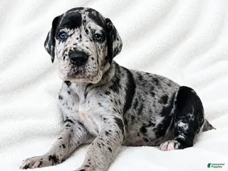 Great Dane dogs Sibley - Ad 33