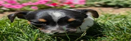 Jack Russell Terrier dogs for sale: Joker - Ad 5