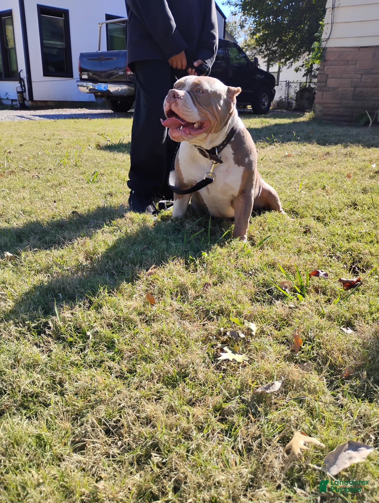 American Bully dogs Kash (Stud available) - Ad 2