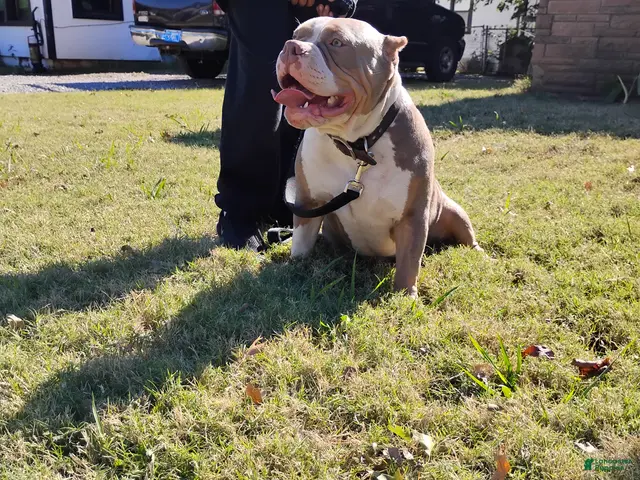 American Bully dogs for stud: Kash (Stud available) - Ad 2