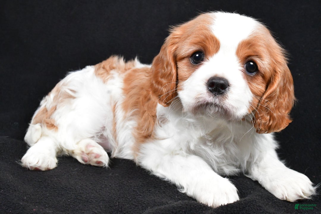 Cavalier King Charles Spaniel dogs for sale: Princess - Ad 1