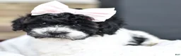 Mixed Breed dogs for sale: Sadie - Ad 5