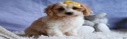 Cavachon dogs for sale: RUBY - Ad 3