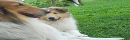 Collie dogs for sale: Baker  - Ad 5